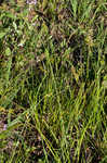 Shortbeak sedge